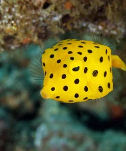 Yellow Cubicus