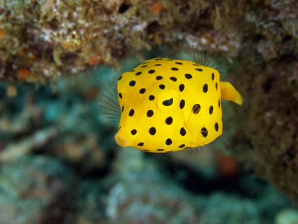 Yellow Cubicus