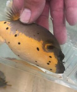 Yellow Belly Dogface Puffer