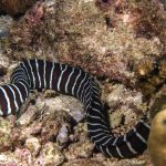 Zebra Eel