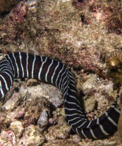 Zebra Eel