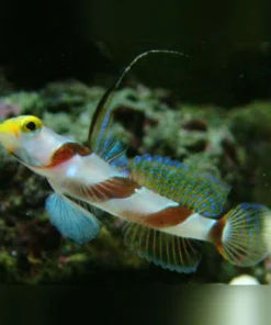 Black-ray Goby
