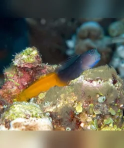 Bicolor Blenny