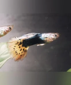 Male Black Leopard Guppy