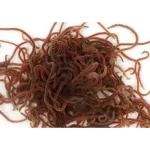 Live Black Worms Portion