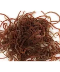 Live Black Worms Portion