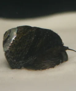 Black Margarita Snail