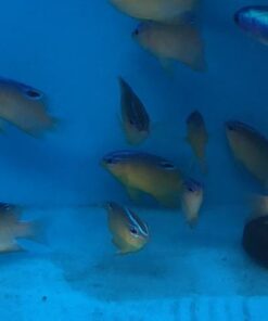 Orange Honey Damselfish