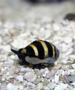 Bumblebee Snail (Saltwater)