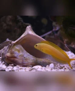 Canary Blenny