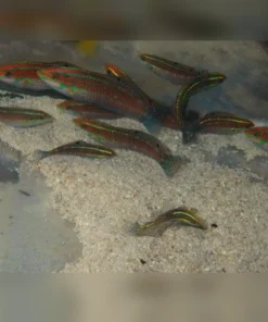 Christmas Wrasse