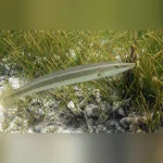 Cigar Wrasse