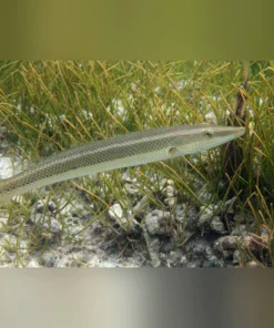 Cigar Wrasse