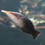 Brown Bird Wrasse (Female)