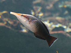 Brown Bird Wrasse (Female)