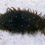 Blue Spot Sea Hare