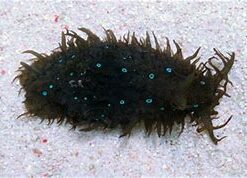 Blue Spot Sea Hare