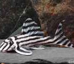 L250 Imperial Zebra Pleco