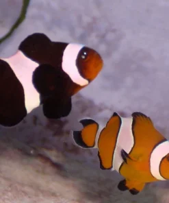 Alternative view of Mocha Clownfish
