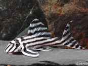 L250 Imperial Zebra Pleco