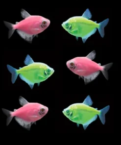 Moonrise Pink Glofish Tetra
