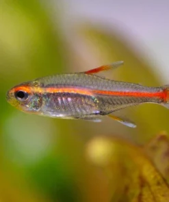 Glowlight Tetra