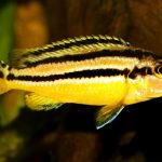 Golden Mbuna Cichlid Strong