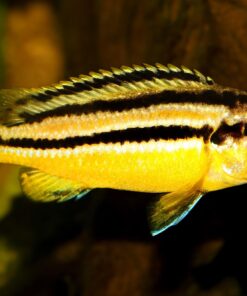 Golden Mbuna Cichlid Strong