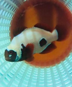 Golden Nugget Clownfish