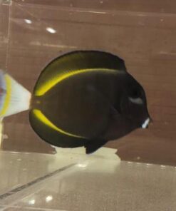 Alternative view of Gold Rim Tang