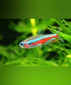 Green Neon Tetra