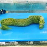Wolf Eel  