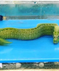 Wolf Eel  