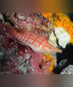 Longnose Hawkfish