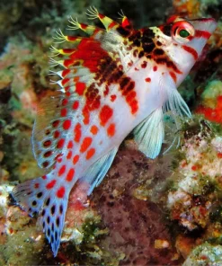 spotted hawkfish