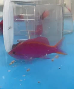 Alternative view of Purple Queen Anthias