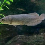 African Arowana strong