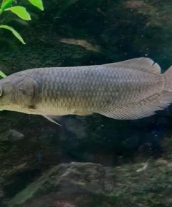 African Arowana strong
