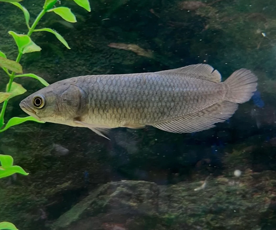 African Arowana strong