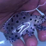Panther Grouper 