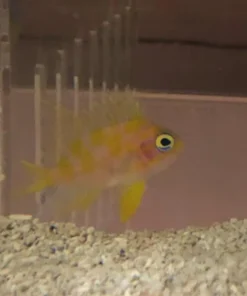 Borbonius Anthias