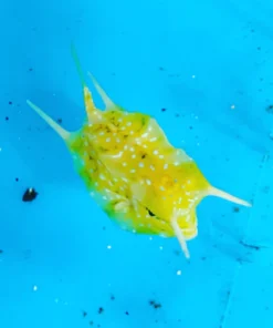 Alternative view of Longhorn Cowfish