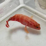 V Tail Grouper
