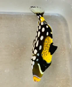 Alternative view of Clown Triggerfish