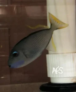 Blue Jaw Triggerfish (Male)