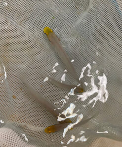 Alternative view of Gold Head Sleeper Goby