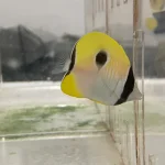 TearDrop Butterflyfish