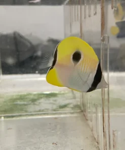 TearDrop Butterflyfish