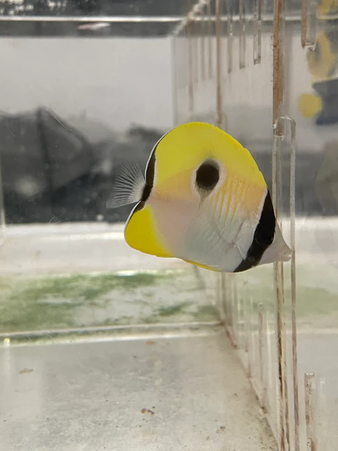 TearDrop Butterflyfish