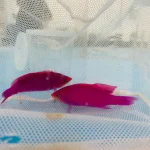 Purple Queen Anthias